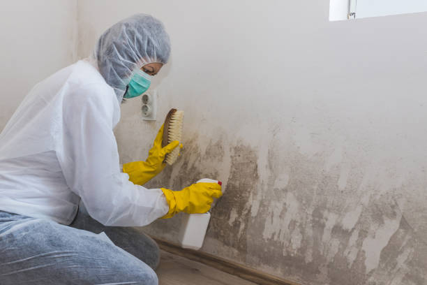 Best Industrial Mold Remediation in Albion, NE