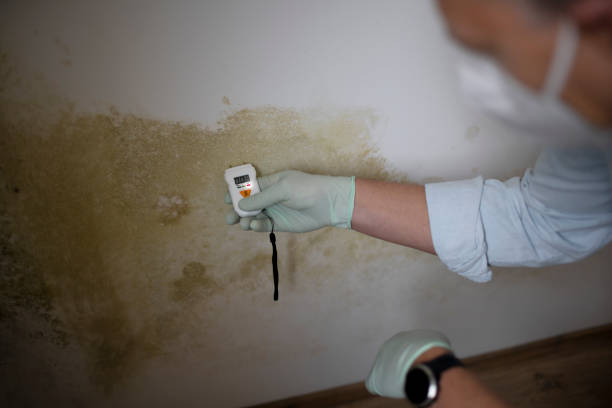 Best Preventive Mold Services in Albion, NE